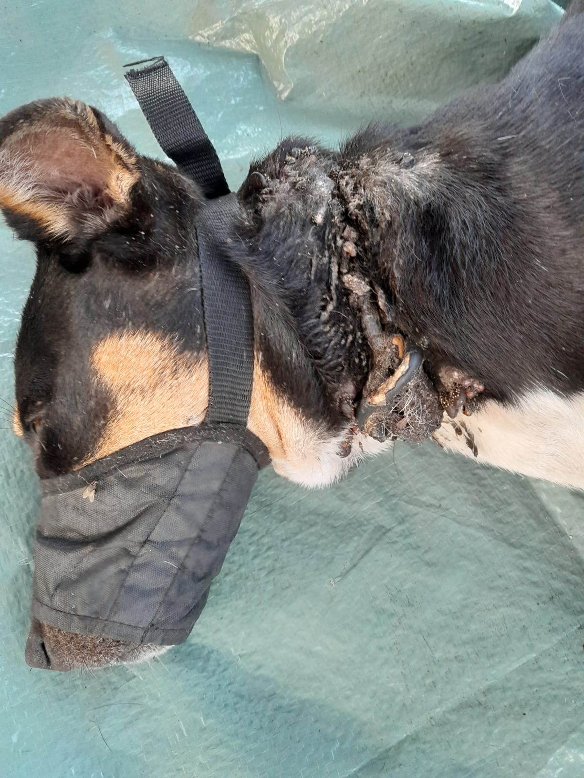 {{brizy_dc_image_alt imageSrc=