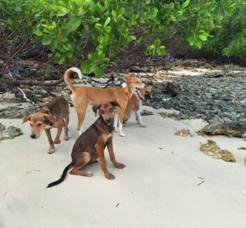 {{brizy_dc_image_alt imageSrc=