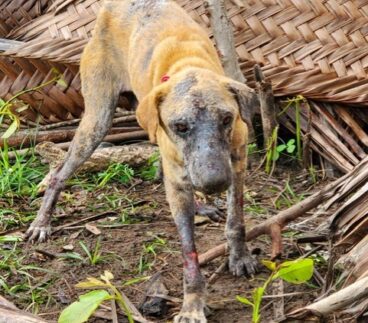 {{brizy_dc_image_alt imageSrc=